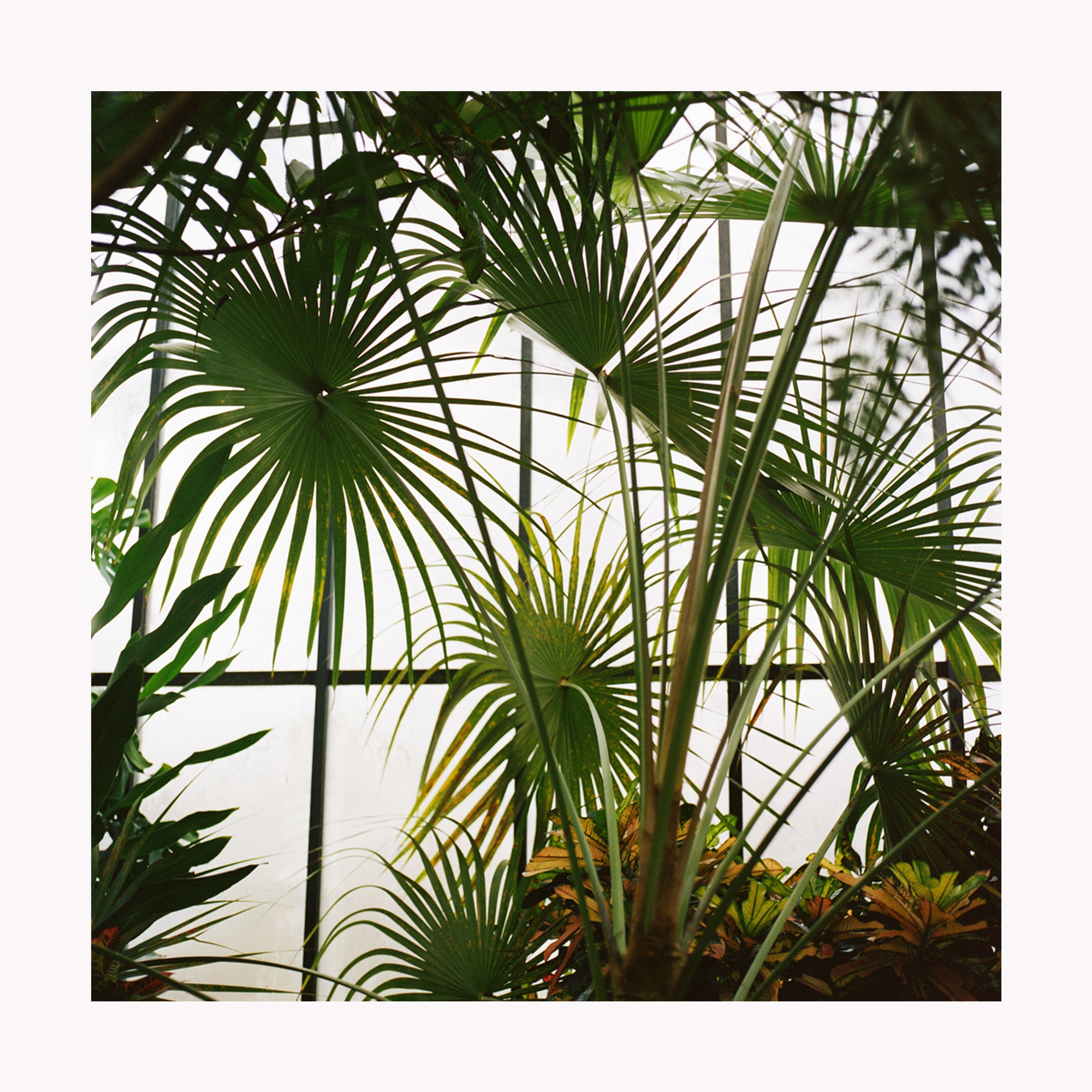 Fan Palms