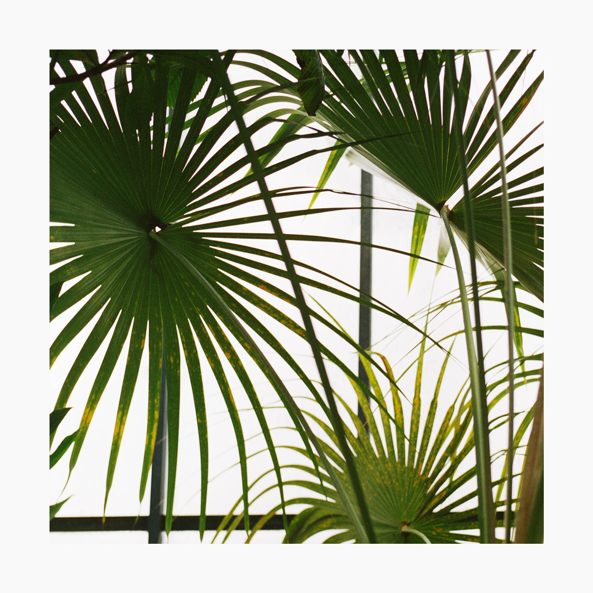 Fan Palms