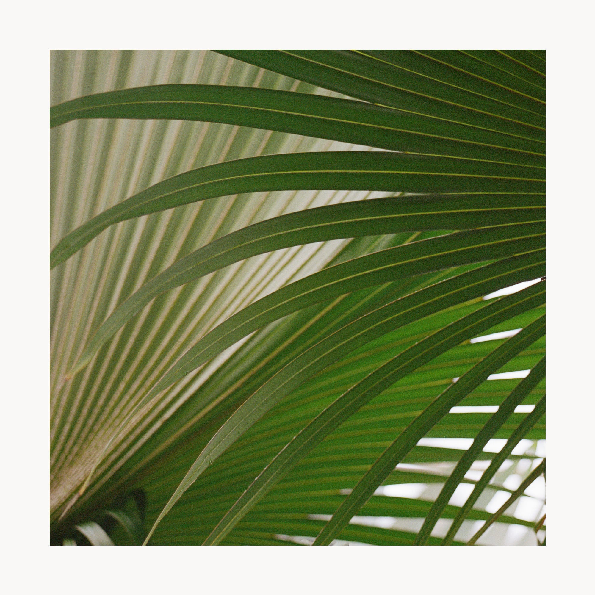 Livistona Chinensis