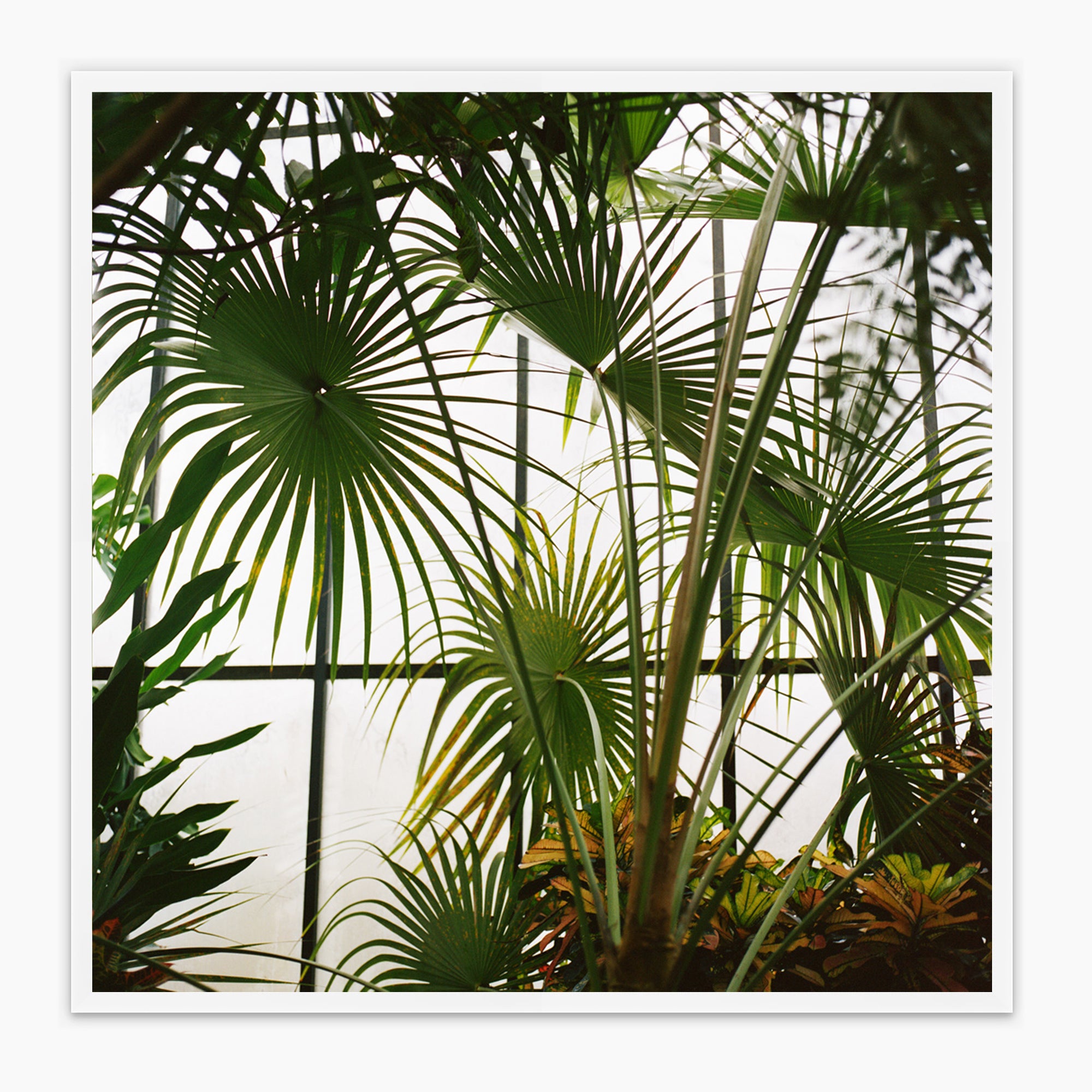 Fan Palms