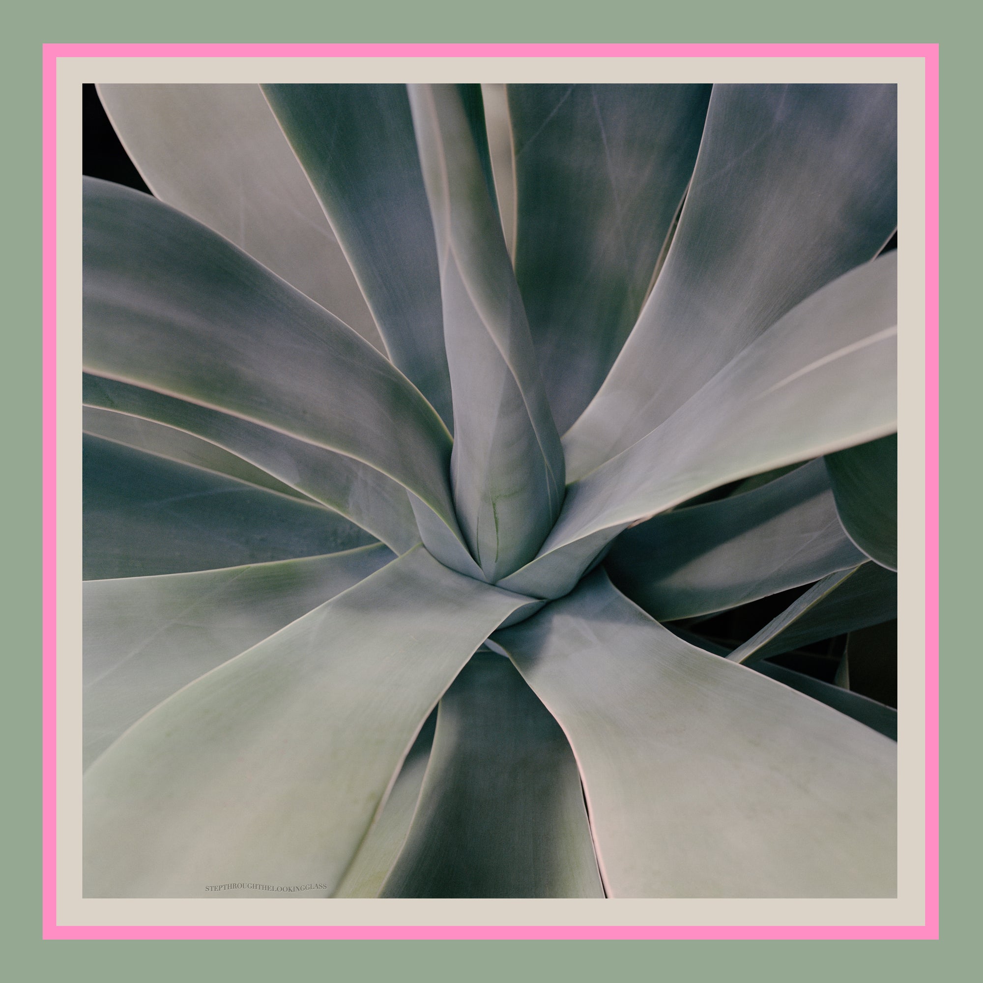 Foxtail Agave with pink border Silk Scarf