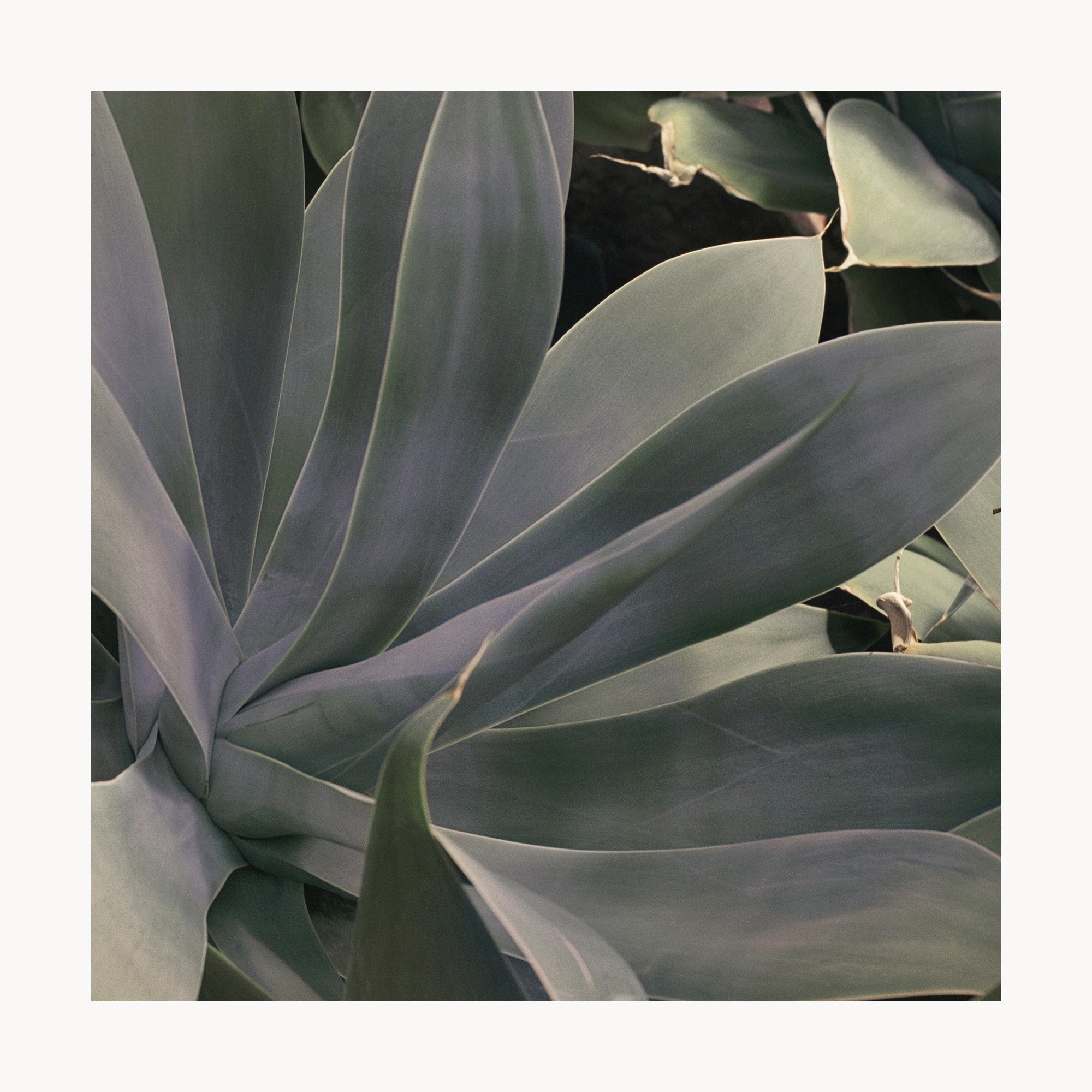 Foxtail Agave