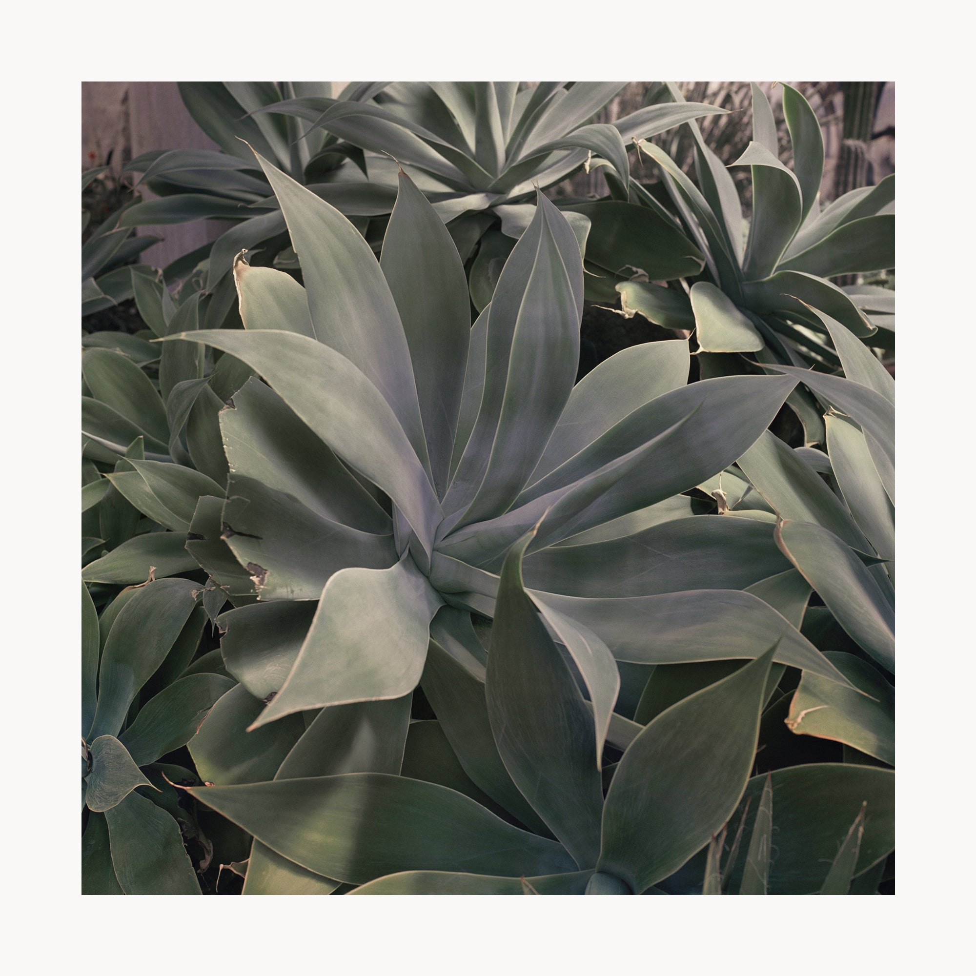 Foxtail Agave
