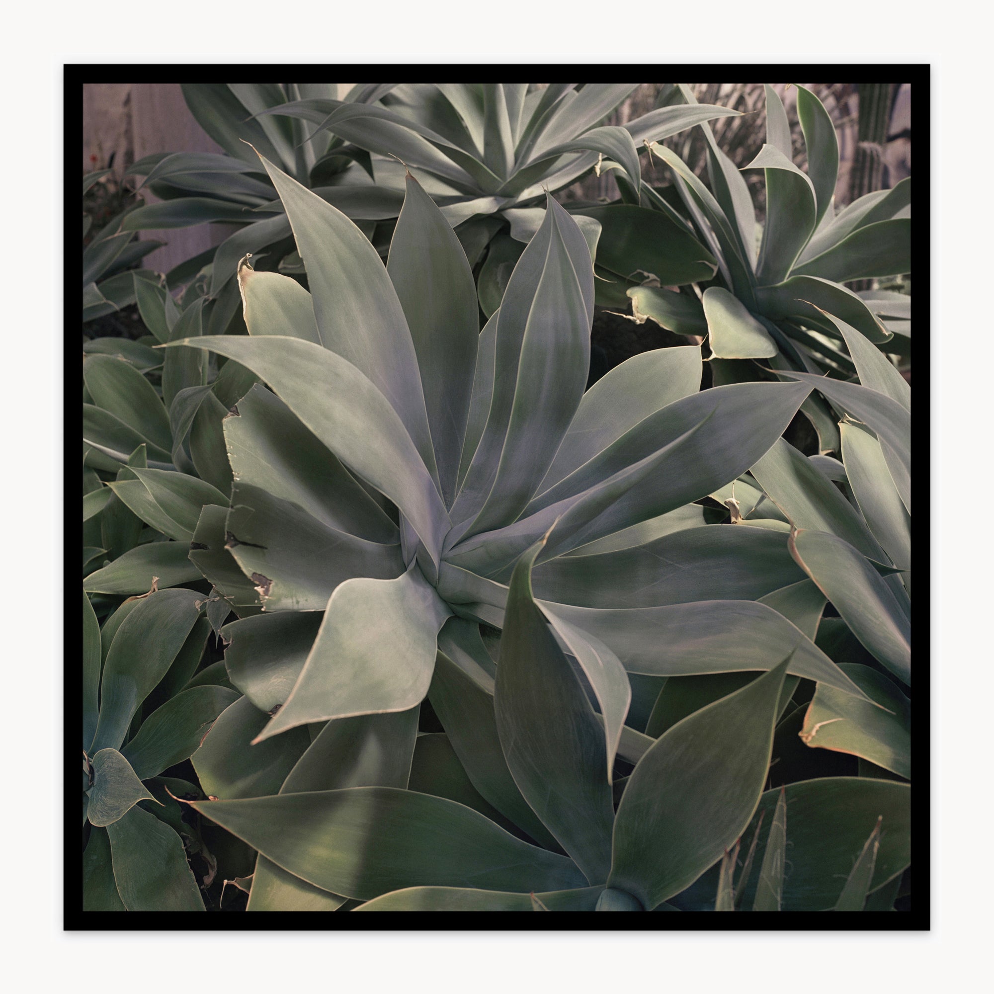 Foxtail Agave