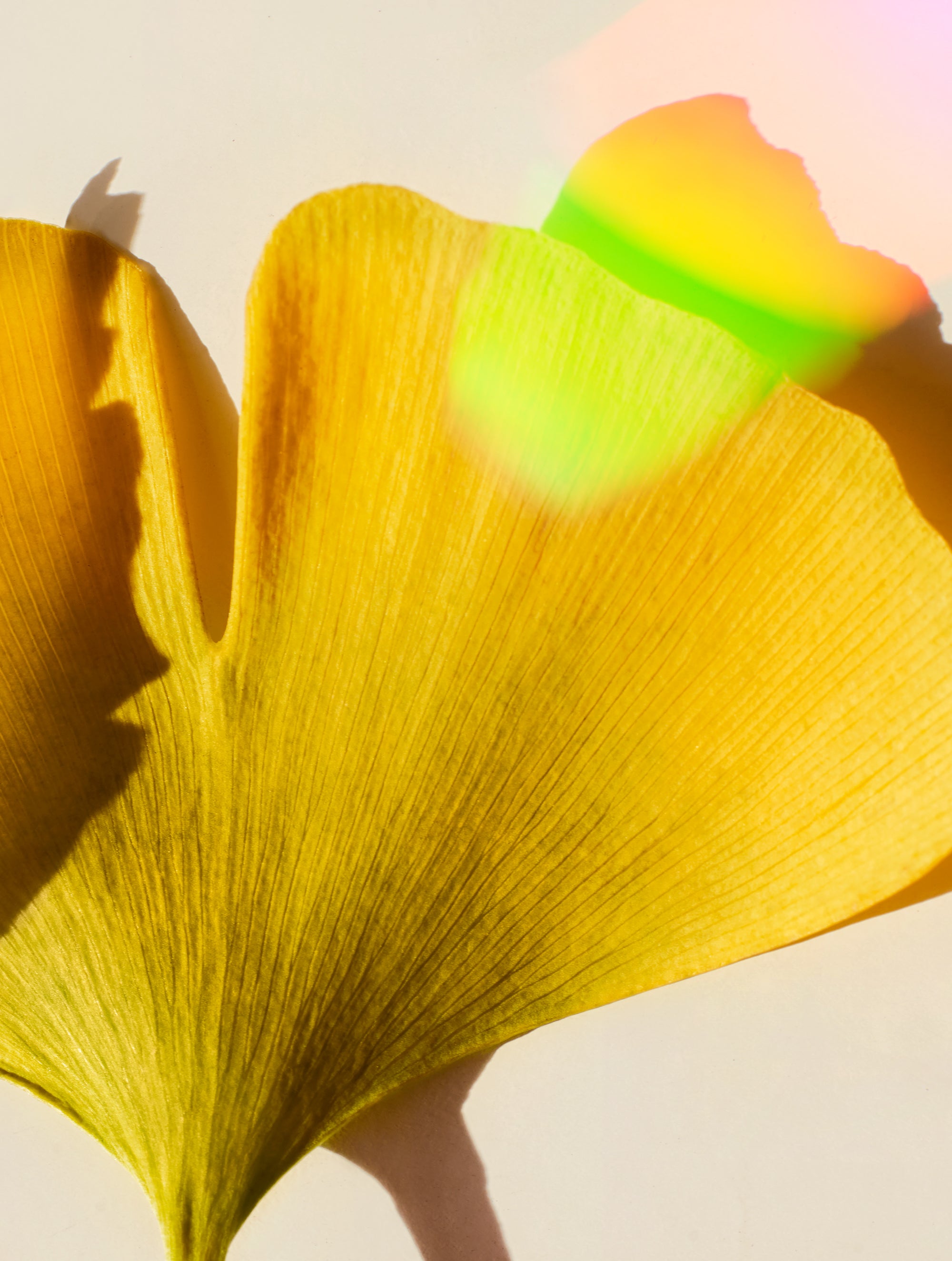 Ginkgo & Rainbows No1