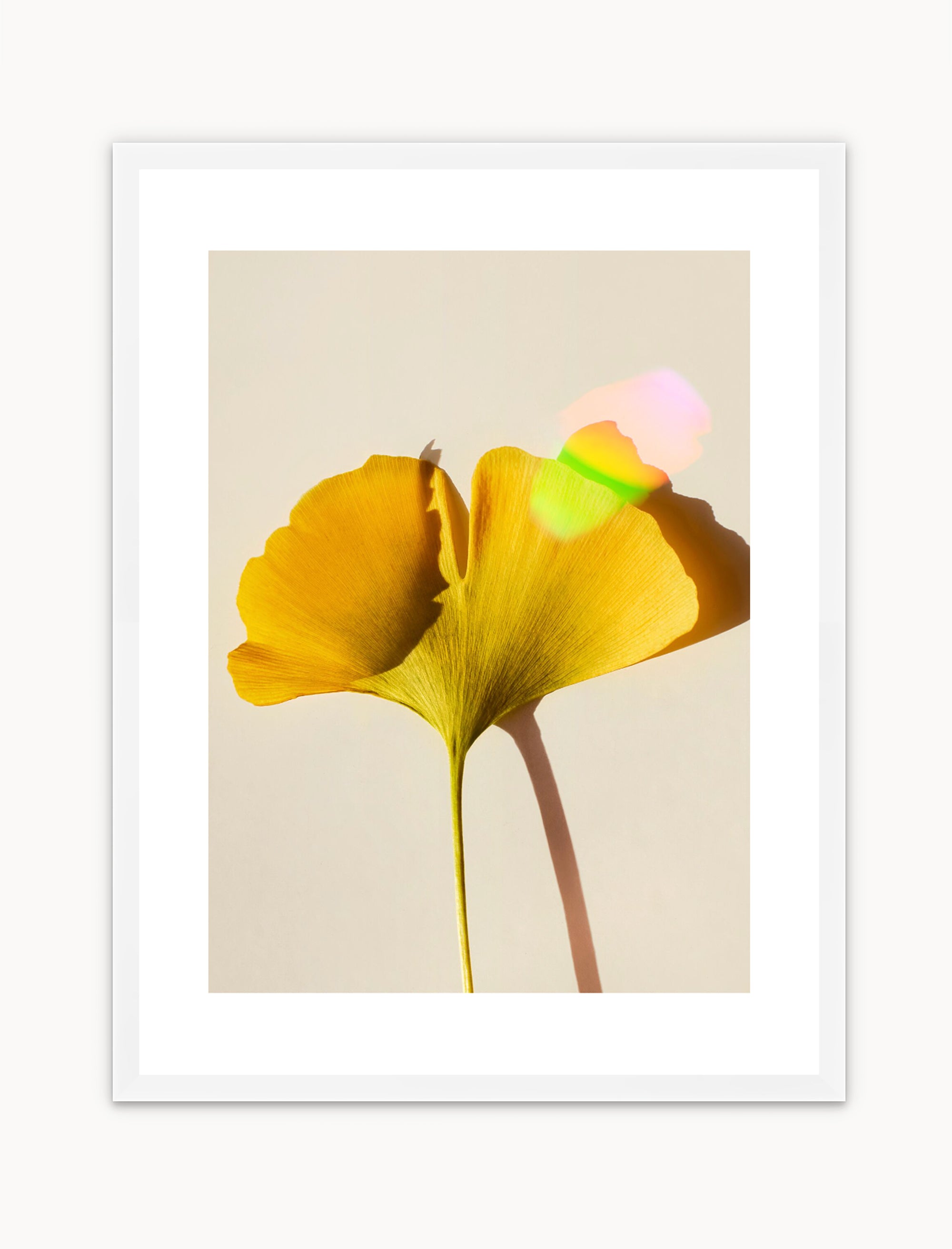 Ginkgo & Rainbows No1