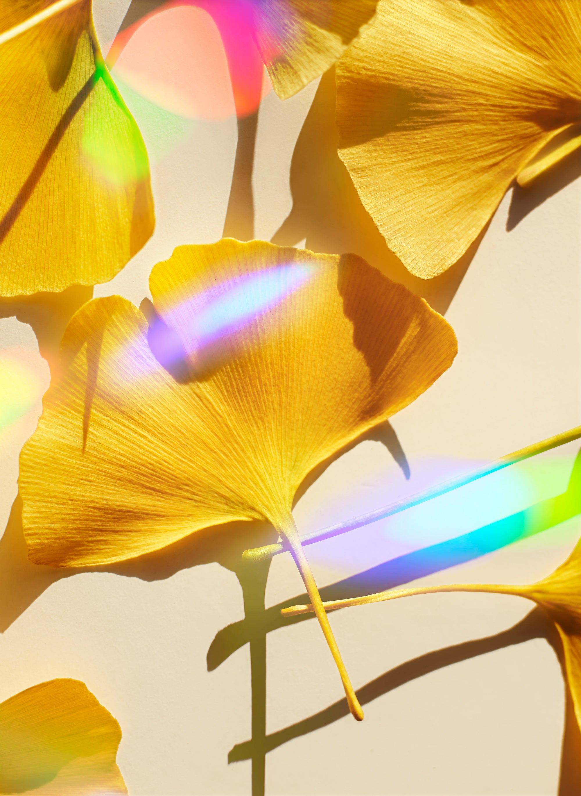 Ginkgo & Rainbows No2