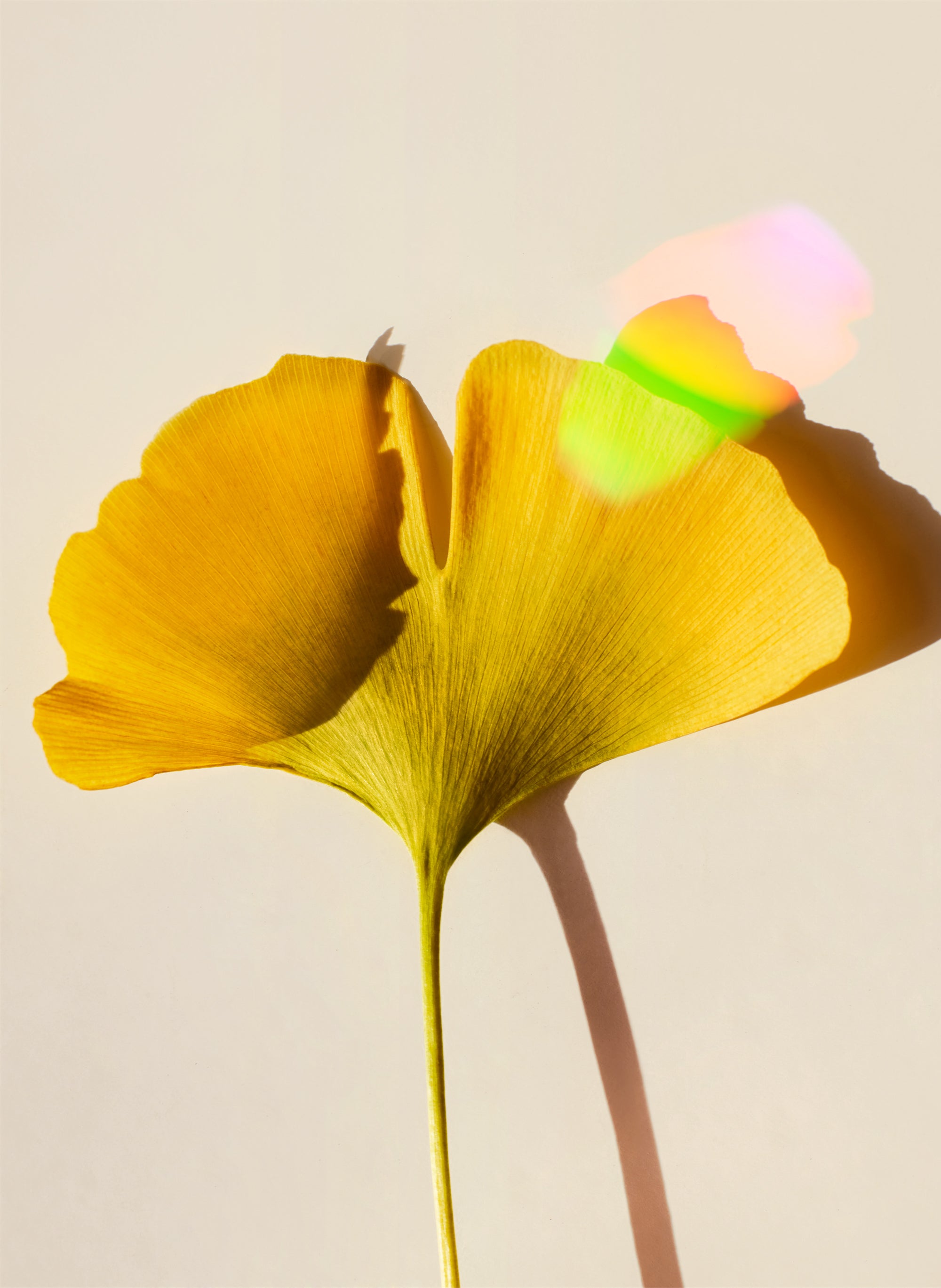 Ginkgo & Rainbows No1