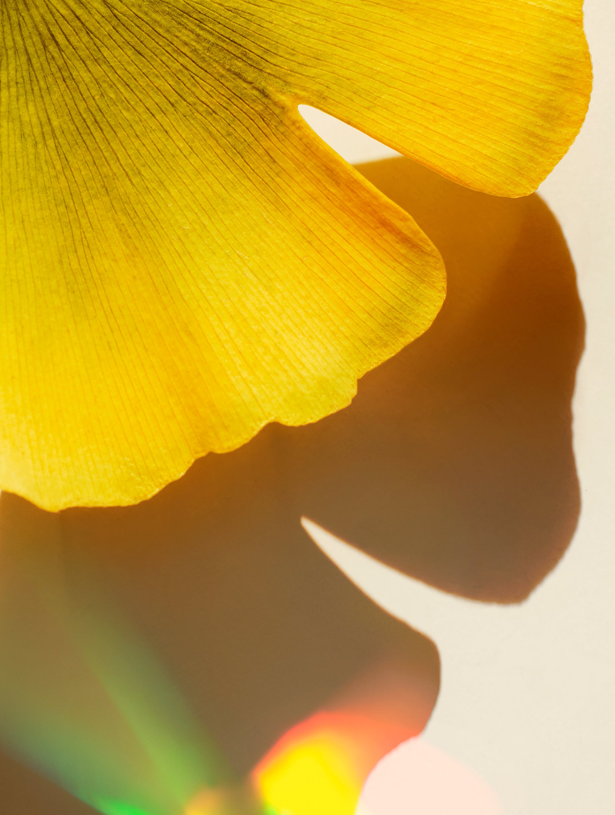 Ginkgo & Rainbows No3