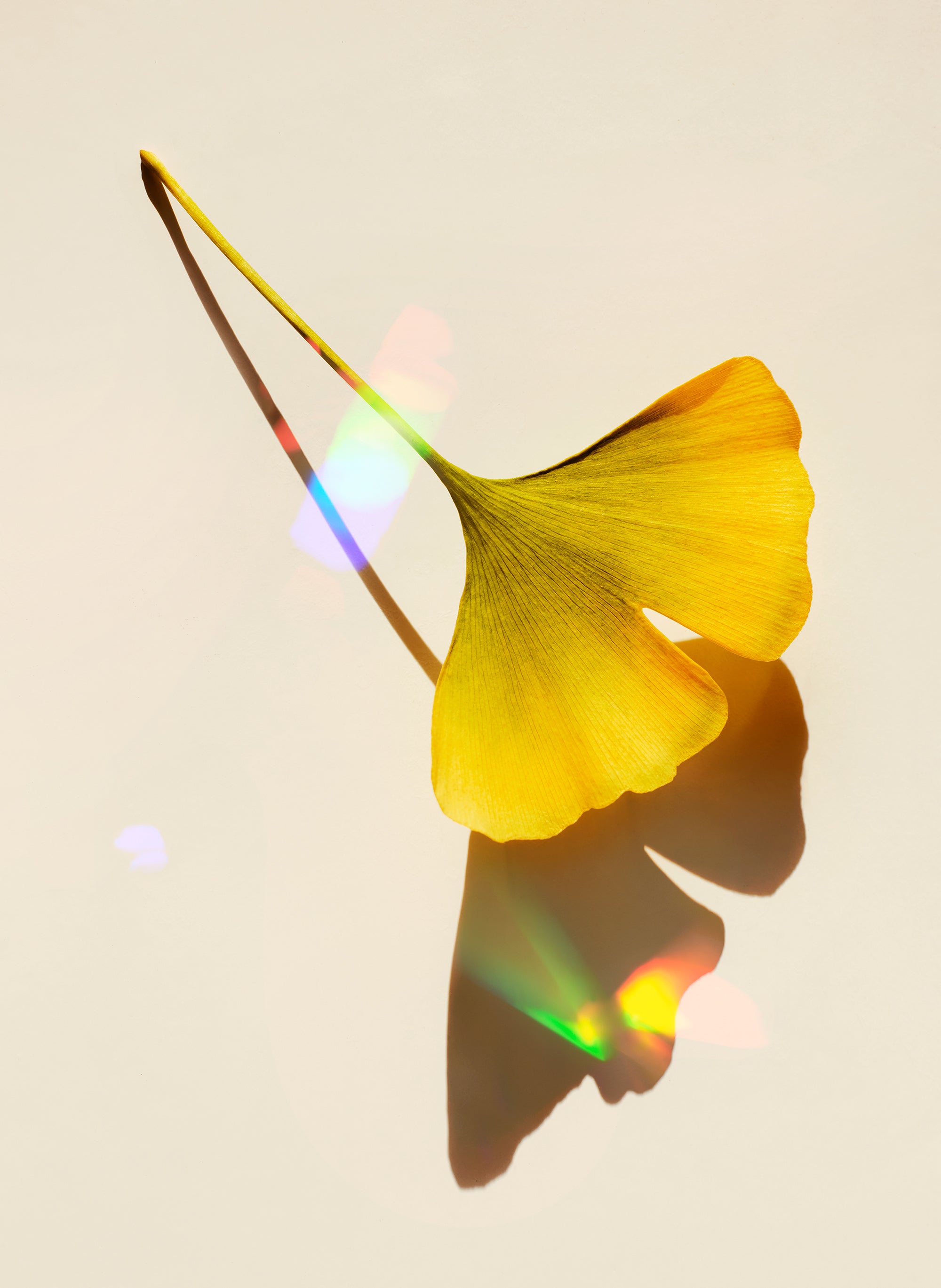 Ginkgo & Rainbows No3