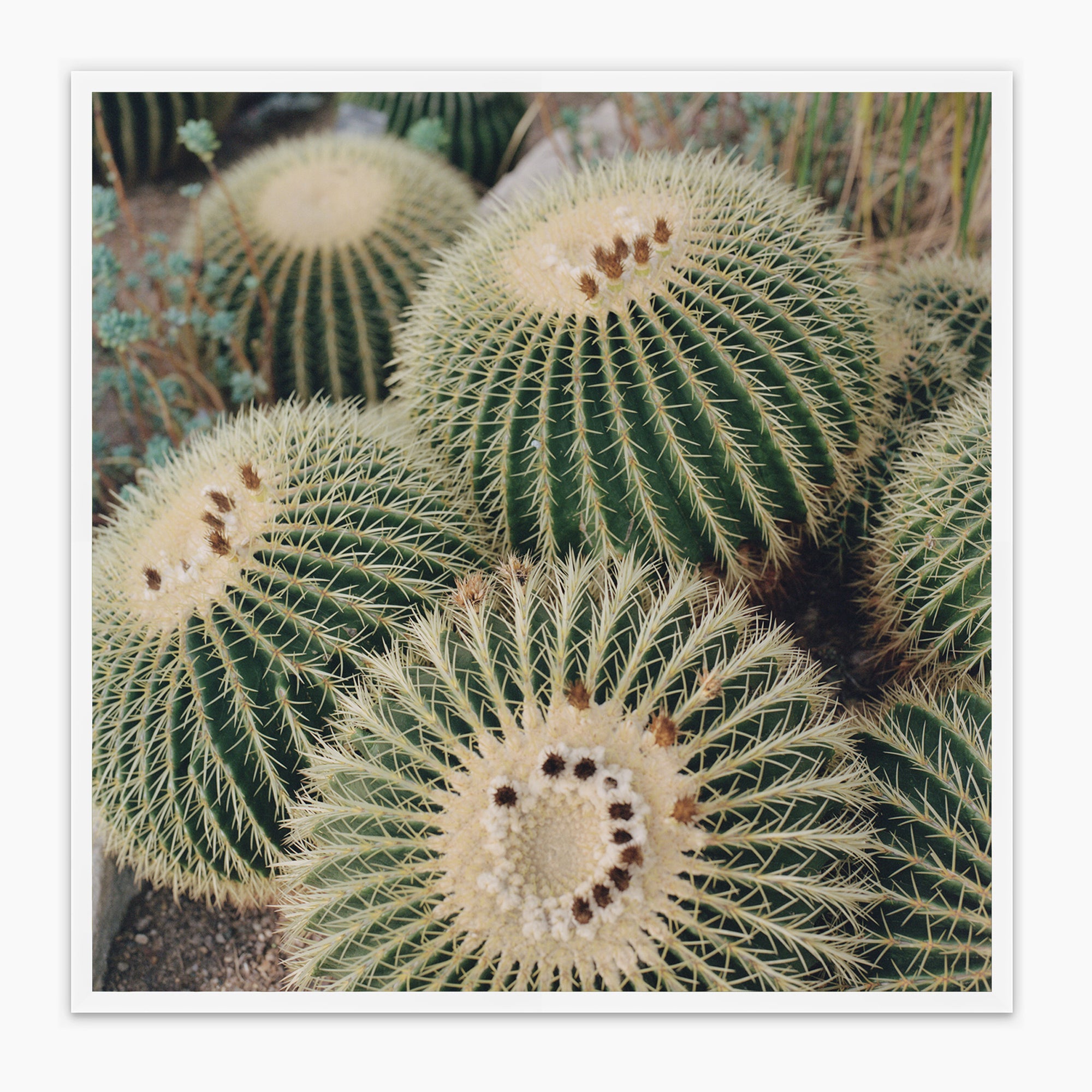 Barrel Cactus