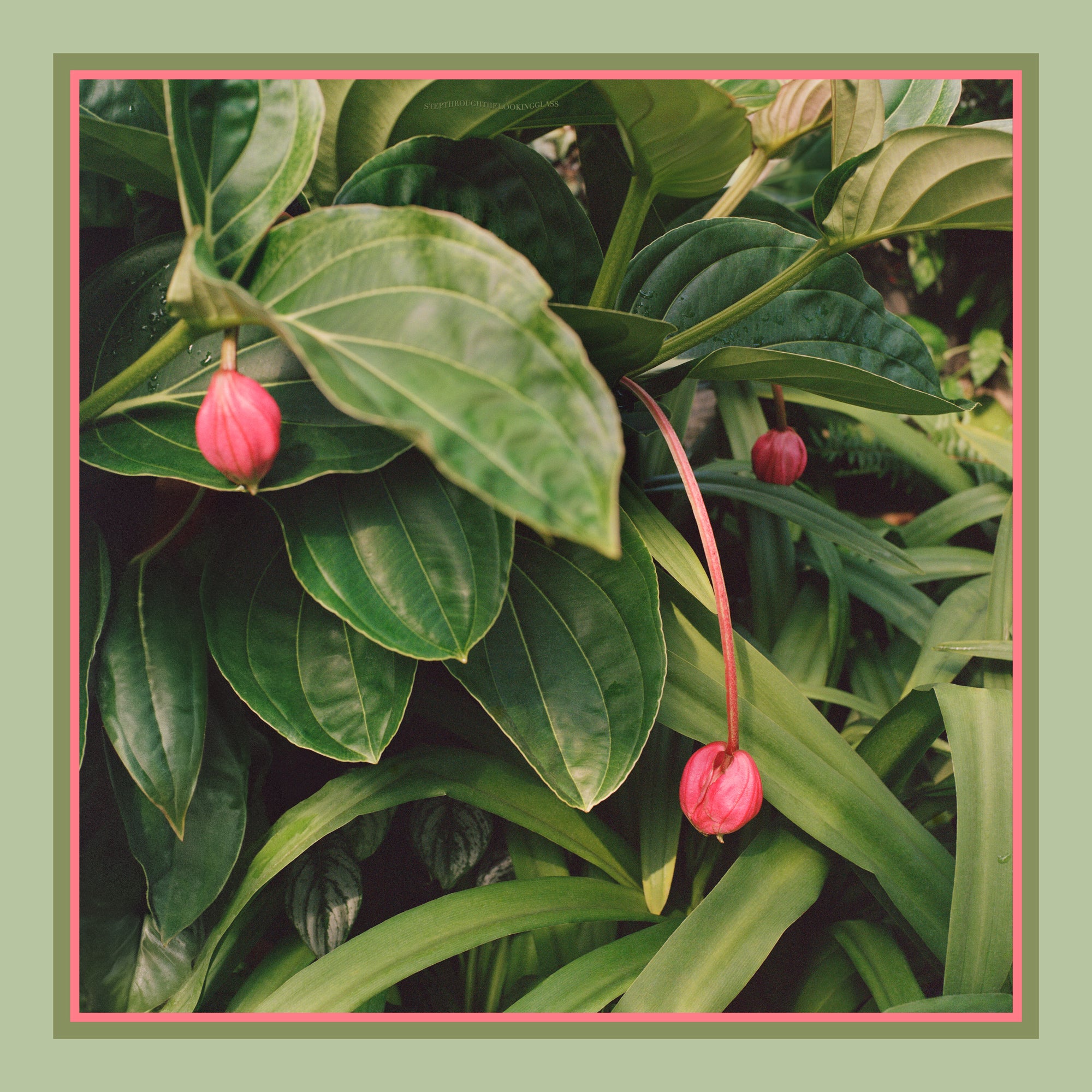 Medinilla Silk Scarf 90cm x 90cm