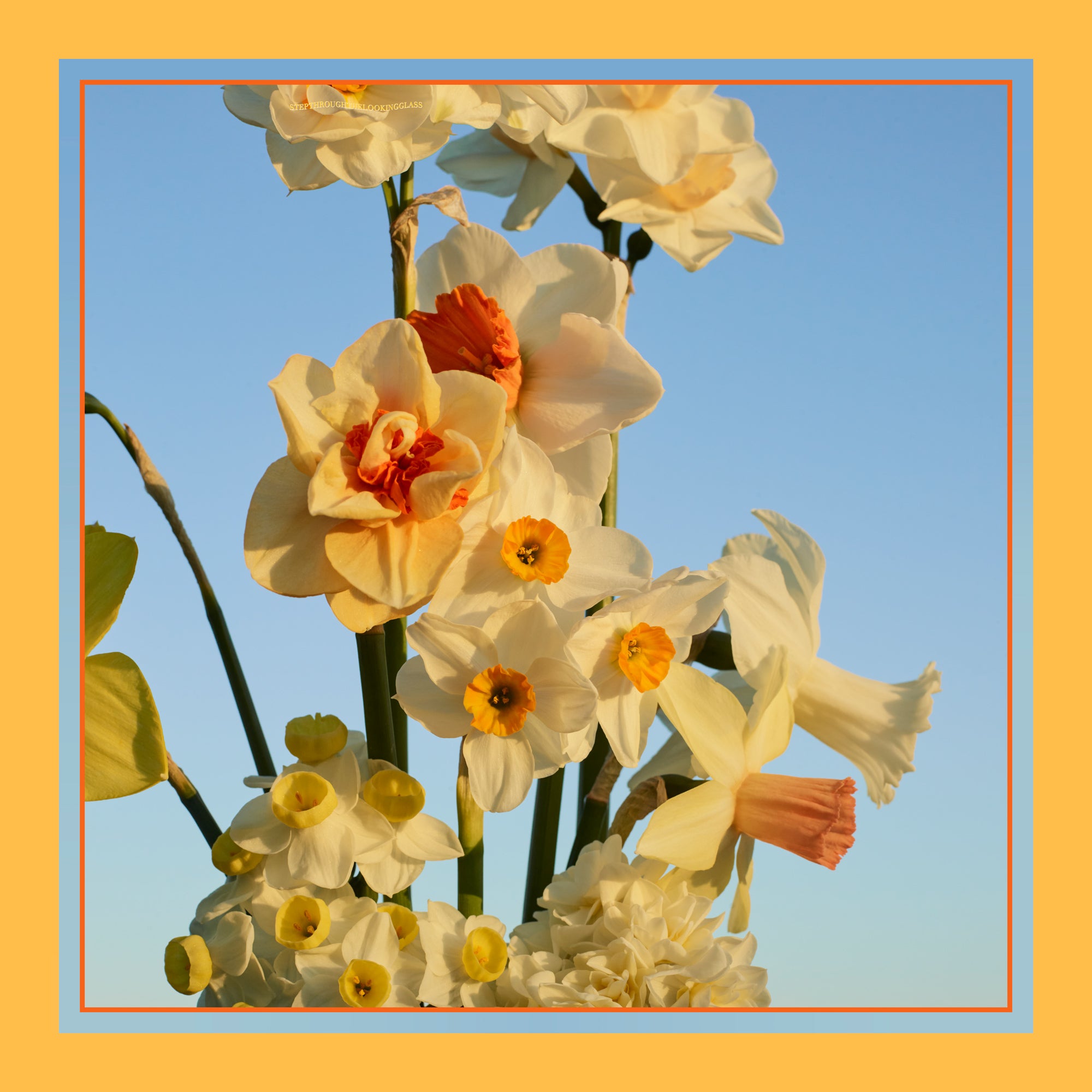 Narcissus in Sunset Silk Scarf 90cm x 90cm