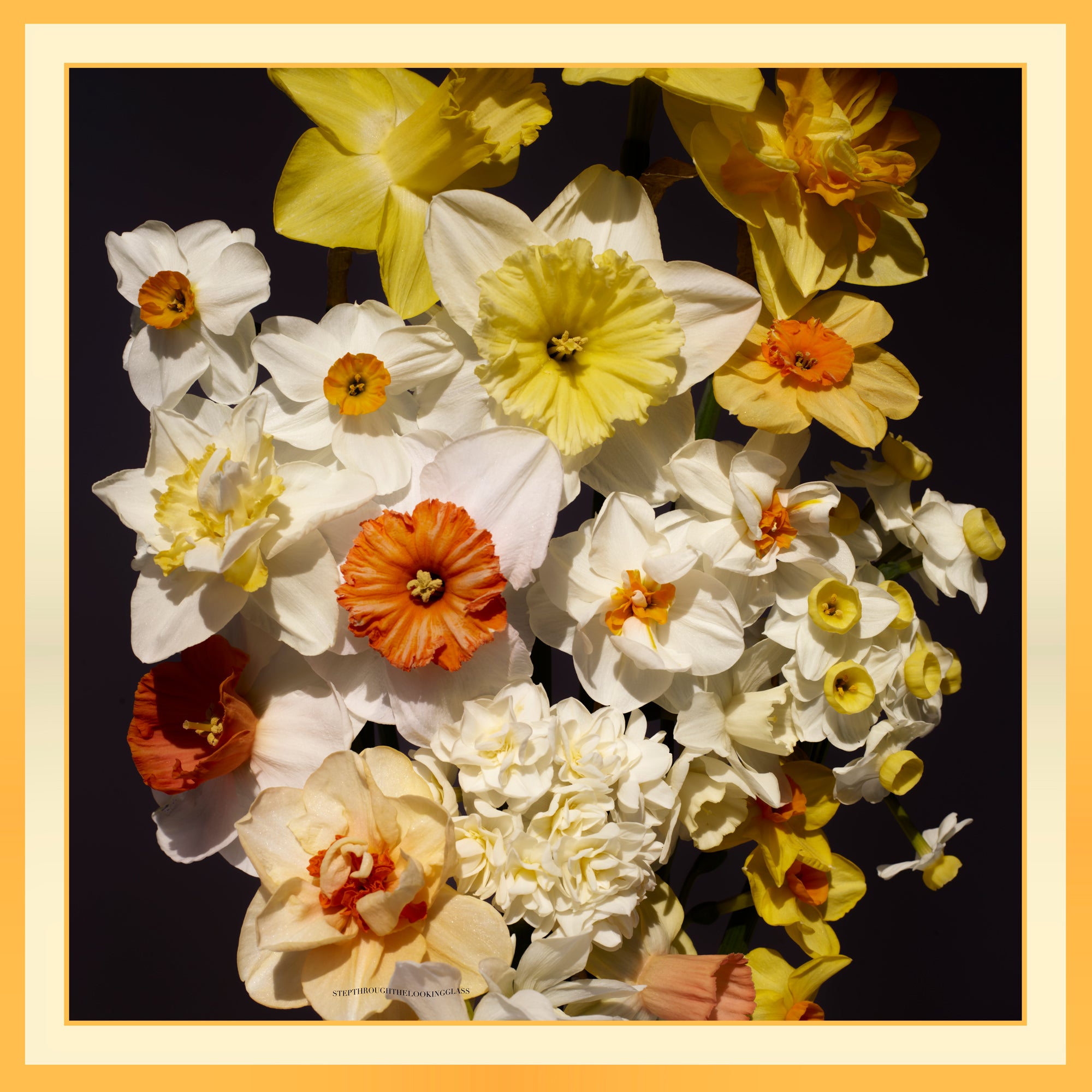 Narcissus Silk Scarf 90cm x 90cm