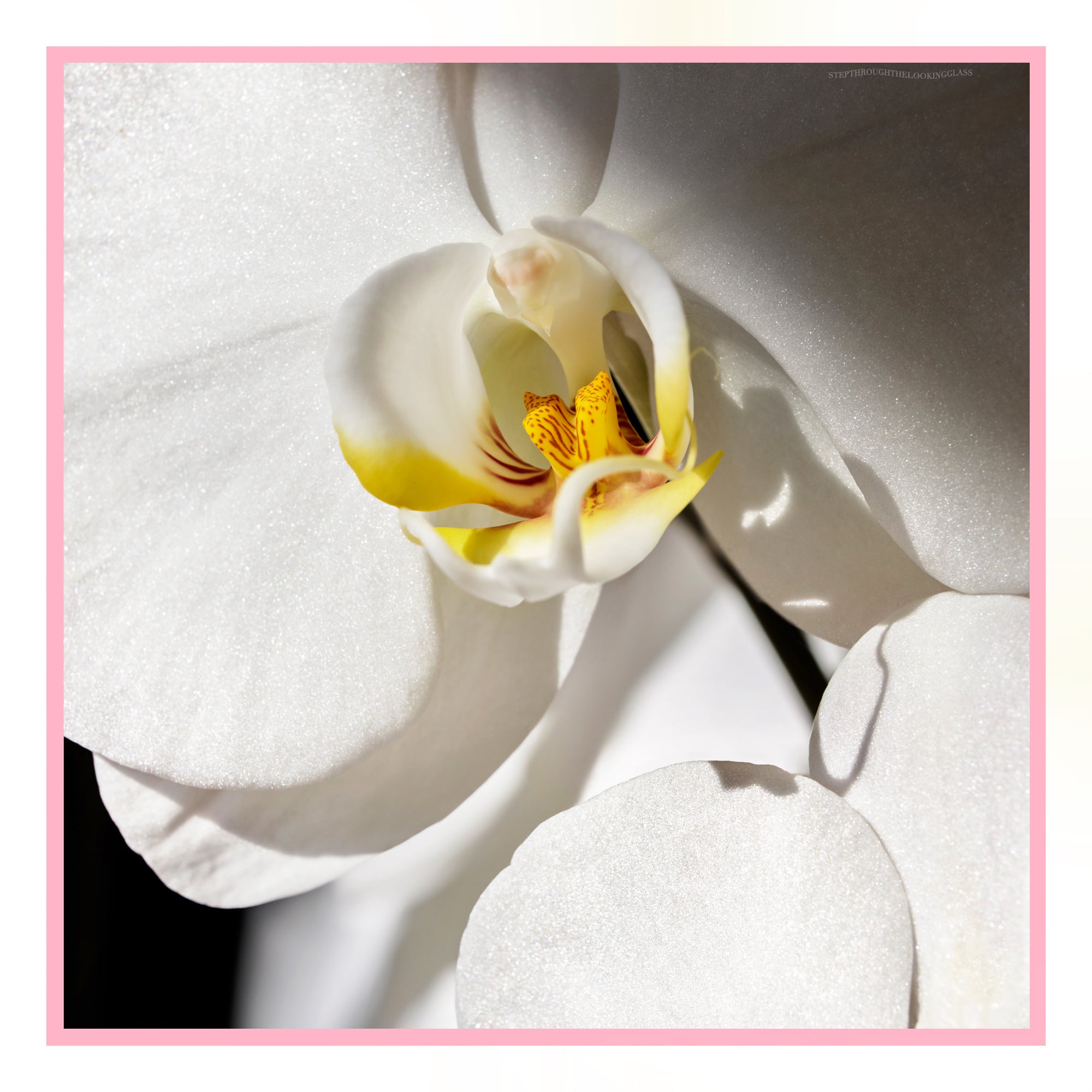 Orchid Blossom 90cm x 90cm