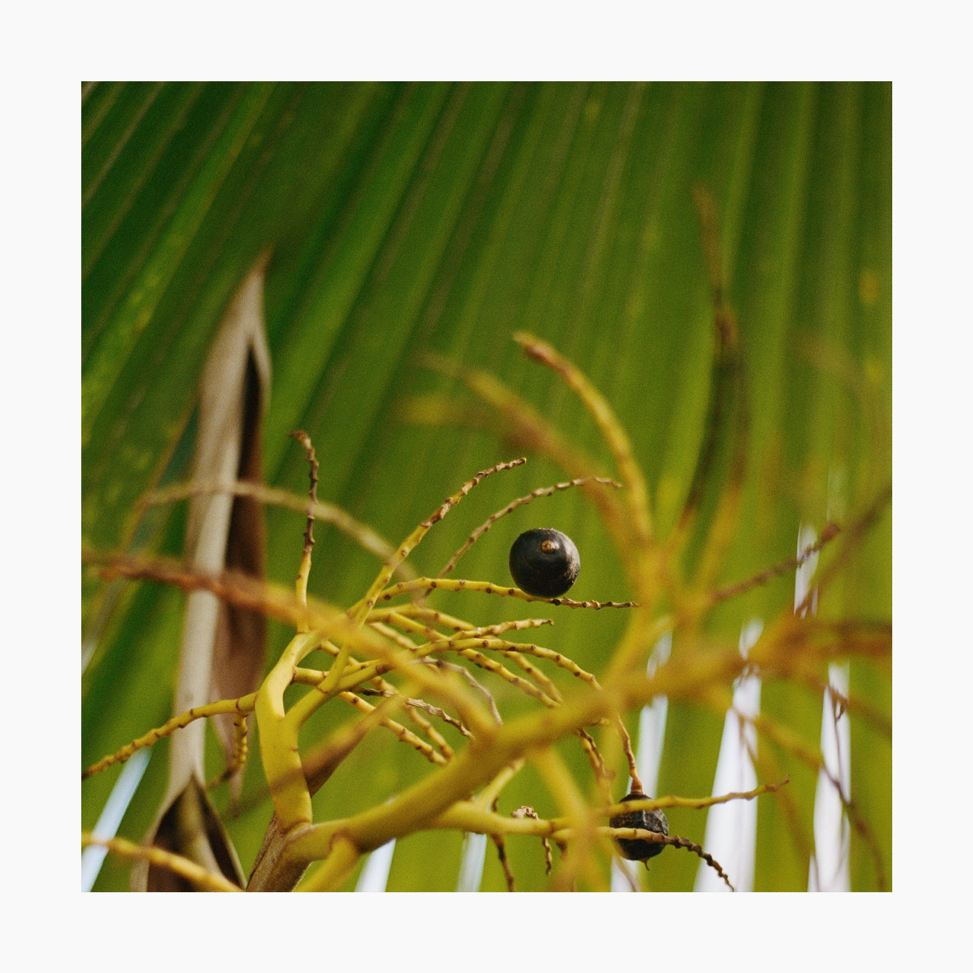 Abstract Loulu Palm Berry