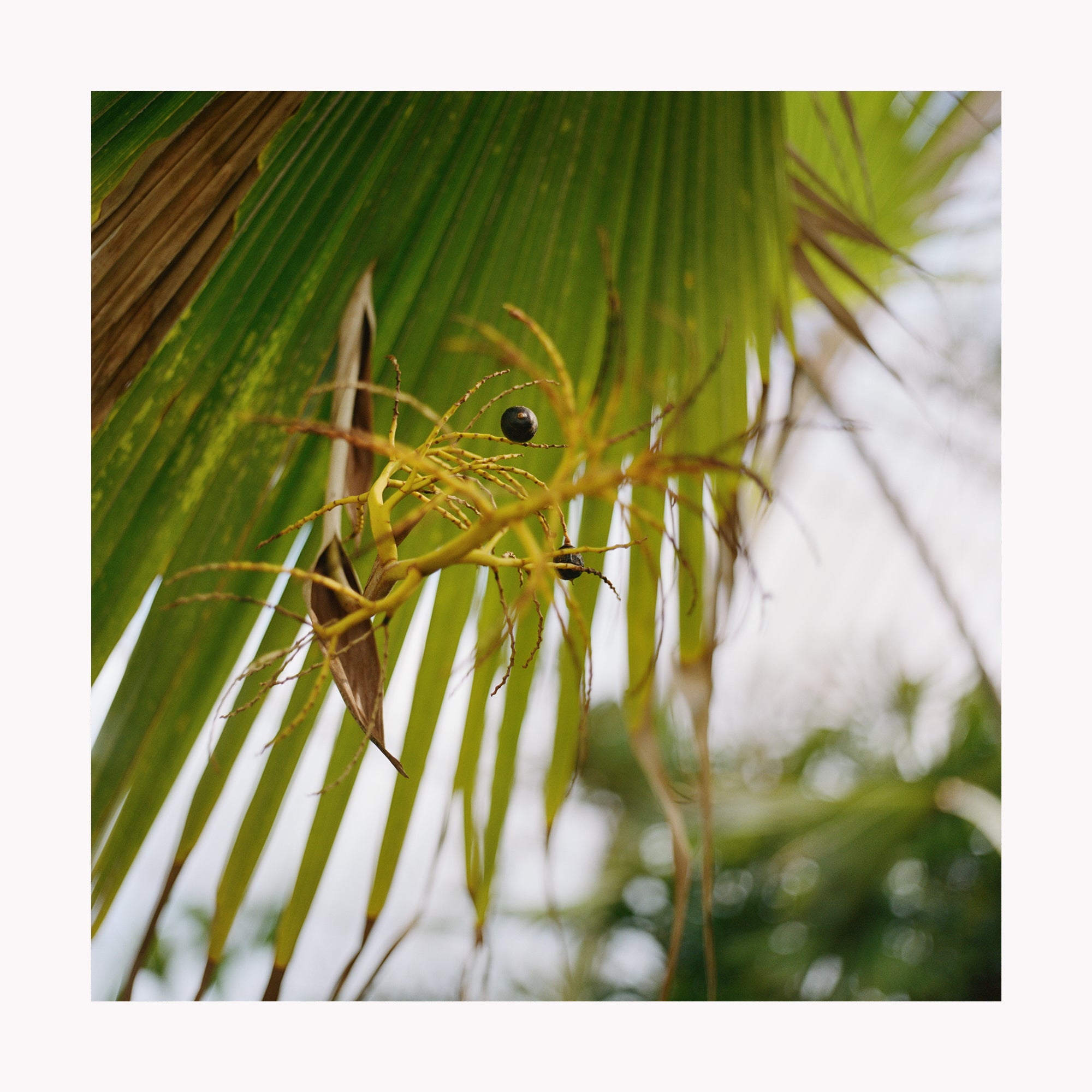 Abstract Loulu Palm Berry