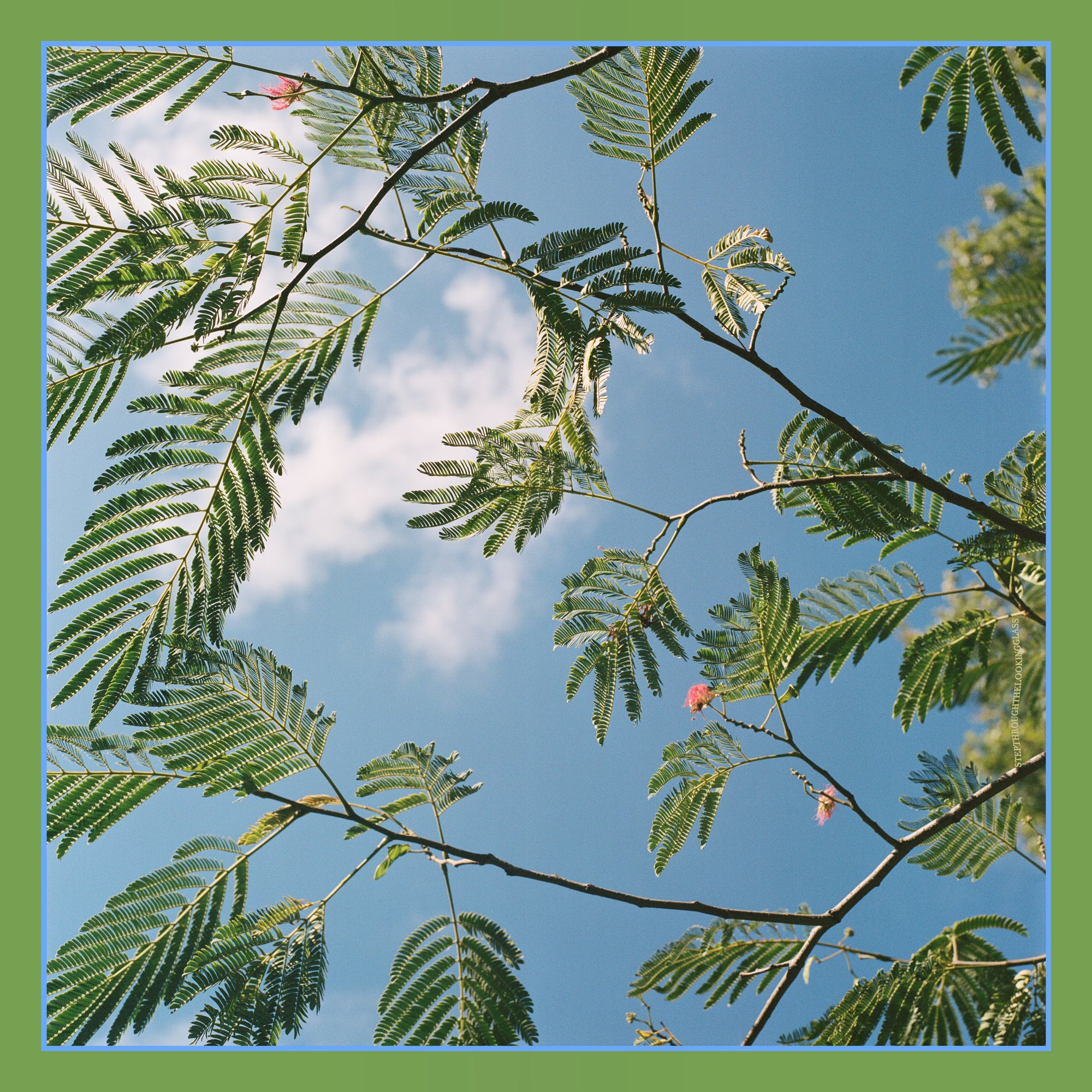 Silk Tree No1 Silk Scarf 90cm x 90cm