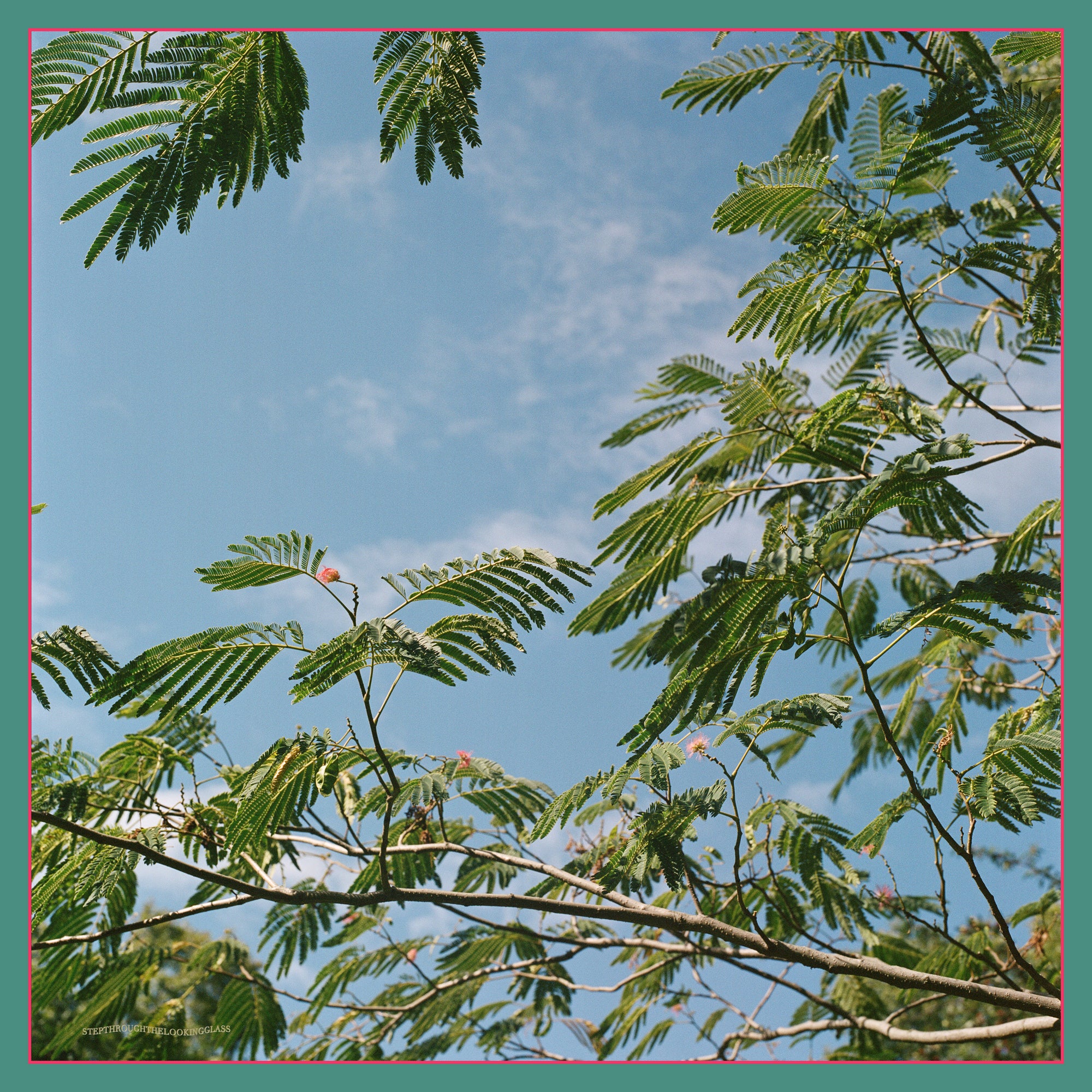 Silk Tree with pink border Silk Scarf
