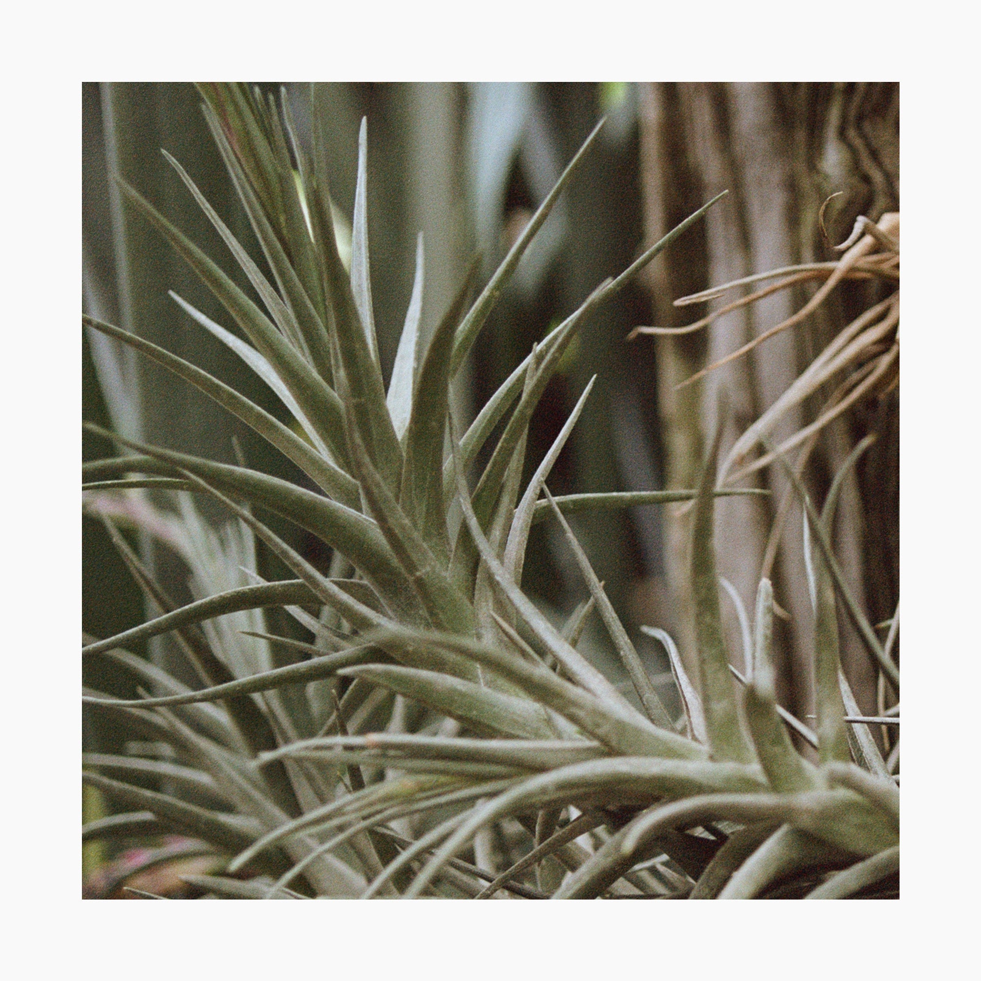 Tillandsia Leonamiana