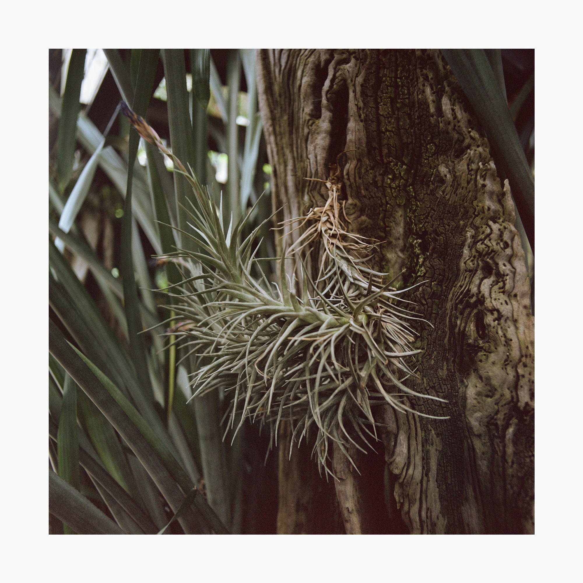 Tillandsia Leonamiana