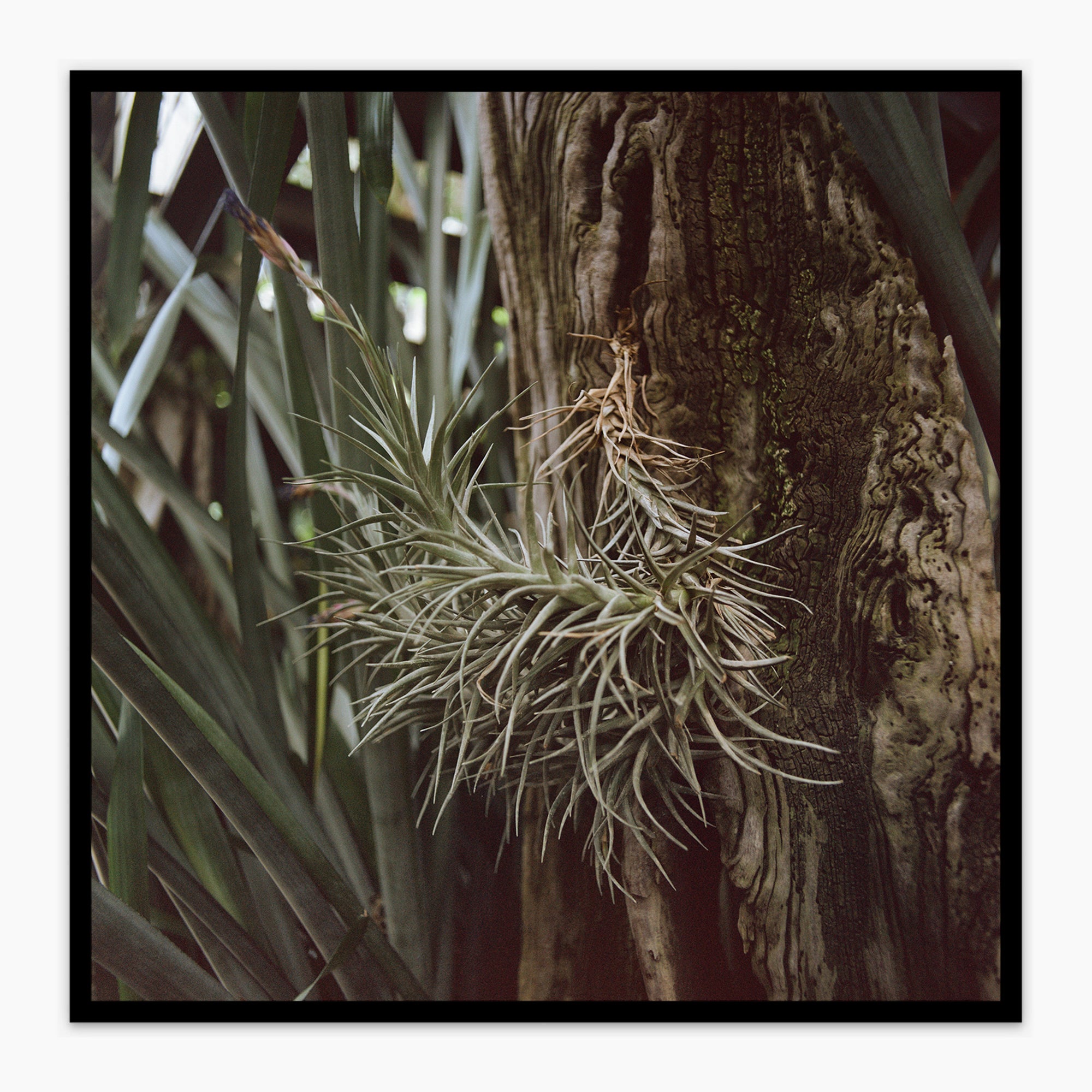 Tillandsia Leonamiana