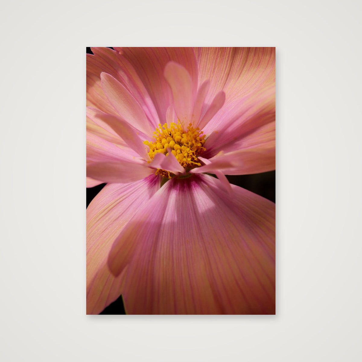 Cosmos4 — A4 (21×30cm, 8×12") Print only