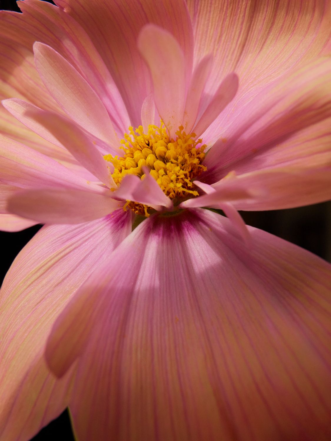 Cosmos4