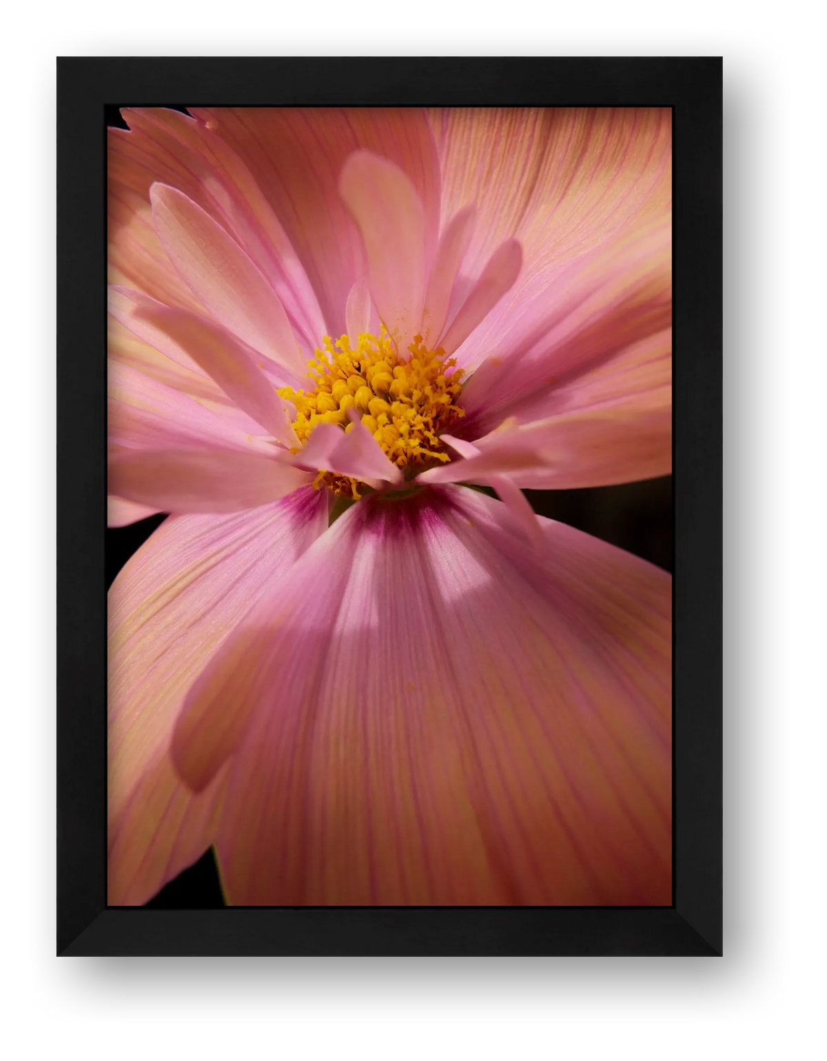 Cosmos4 — framed