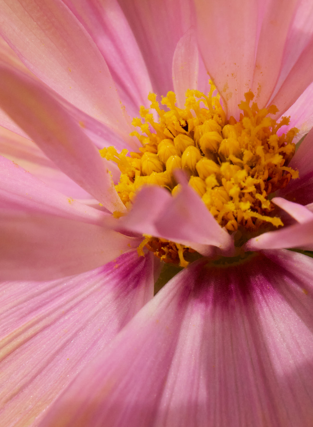 Cosmos No4