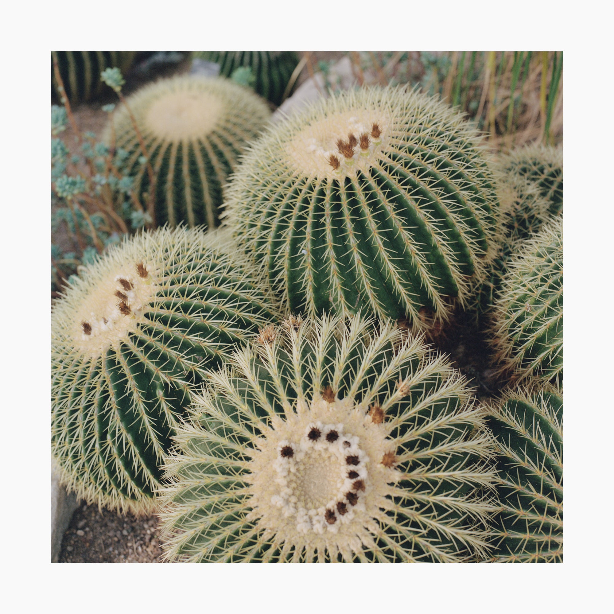 Barrel Cactus