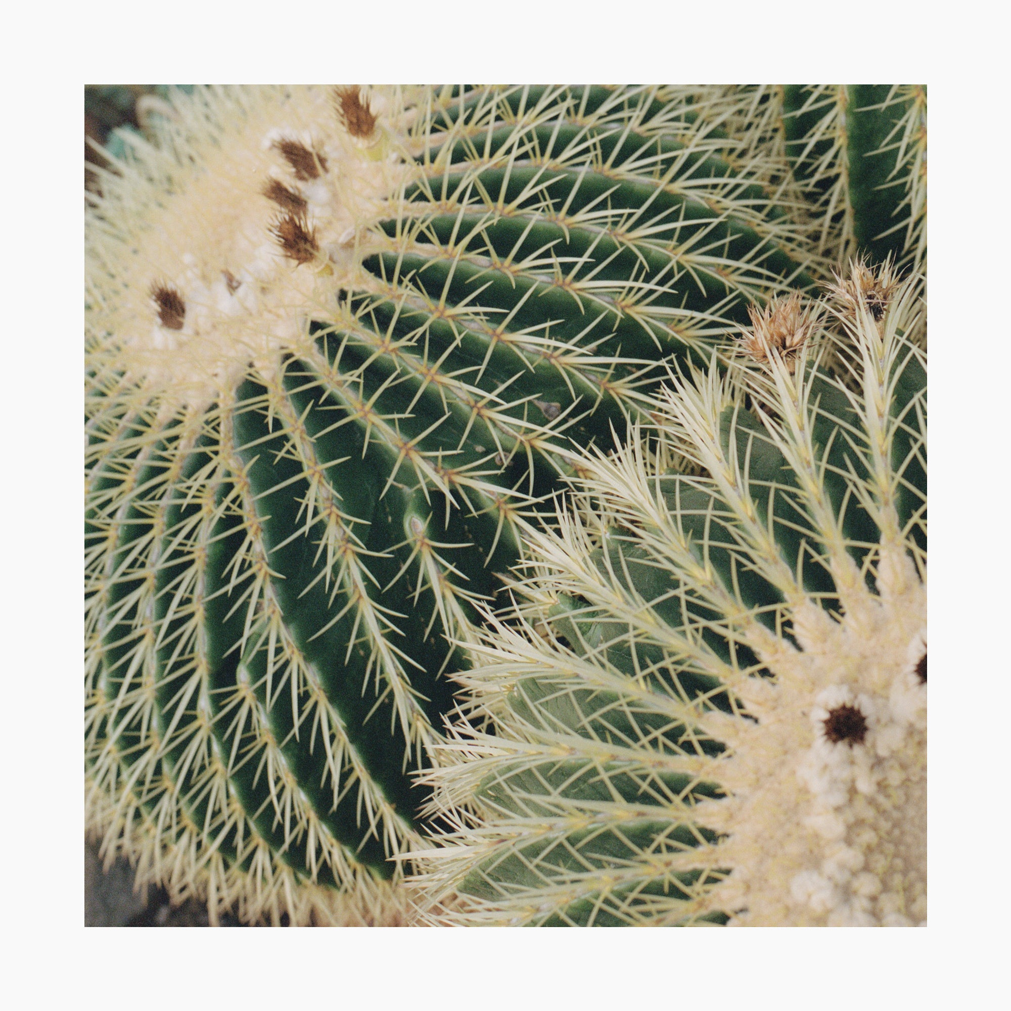 Barrel Cactus